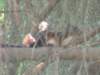 peveragno24giugno005_small.jpg