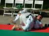 peveragno24giugno056_small.jpg