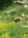 peveragno24giugno136_small.jpg