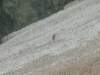 peveragno24giugno178_small.jpg